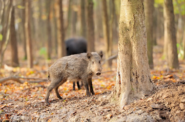 Wild boar