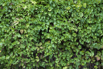 Bush fence hedge wall
