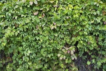 Bush fence hedge wall