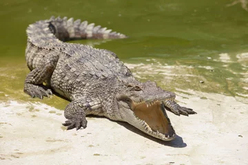 Fotobehang crocodile © nattanan726
