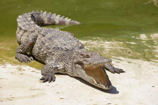 Crocodile