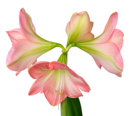 blooming amaryllis