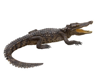 crocodile