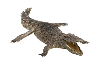 crocodile