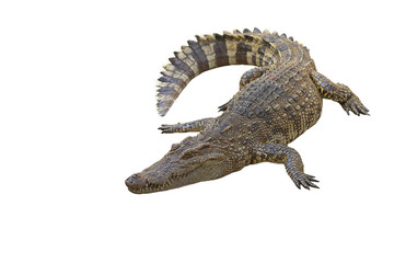 crocodile