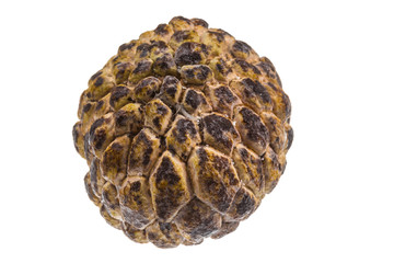Custard-apple