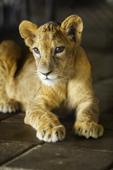 Naklejka premium Lion