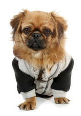 Pekingese dog in suit