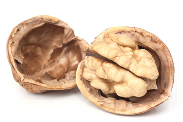 walnut