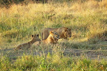Fototapeta na wymiar Group of young lions resting
