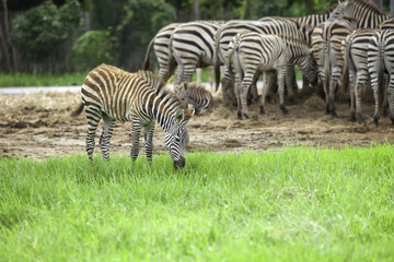 Zebra eating grass.