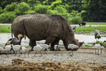 Naklejka premium hite Rhino