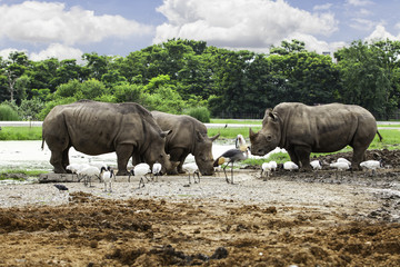 Obraz premium White Rhino