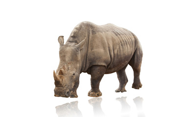Fototapeta na wymiar Rhino