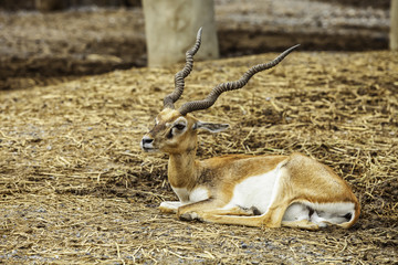 Portrait of an Indian blackbuck