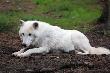 Obraz premium Wilk polarny