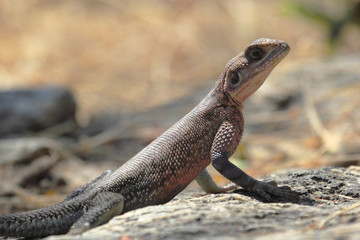 Red-headed Rock Agama