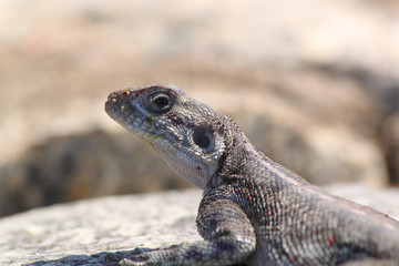 Fototapeta premium Red-headed Rock Agama