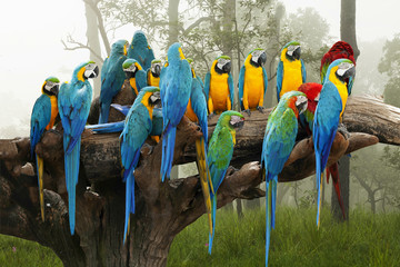 Obraz premium Parrots
