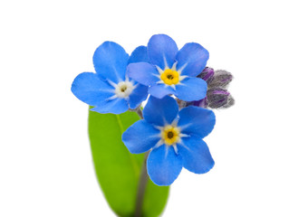 forget me not