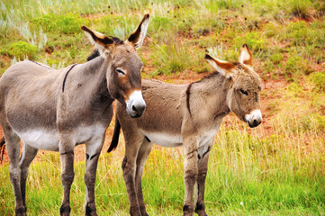 Mother and Baby Burro