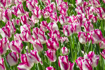Obraz premium Tulips