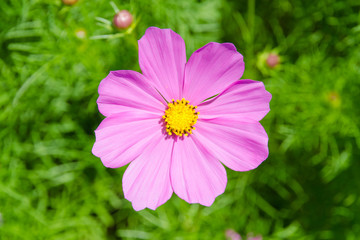 cosmos flower