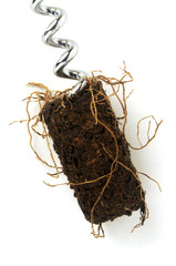 " Le radici del vino " " The roots of wine " © Comugnero Silvana