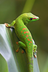 Green gecko