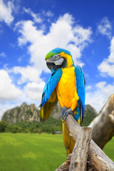 Parrots