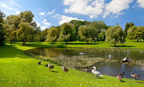 Lake in the summer park.