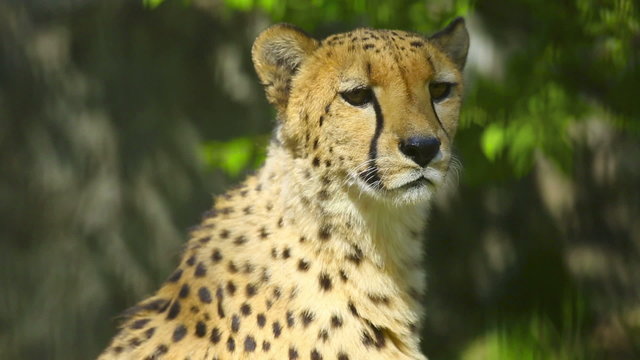 Young cheetah male calling cheetah female