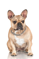 french bulldog in a collar