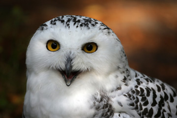Schneeeule Portrait