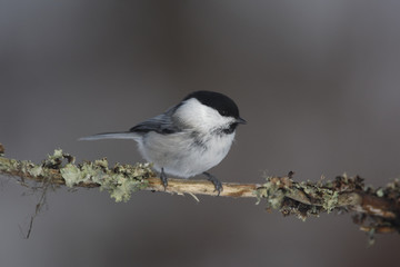 Fototapeta premium Willow tit, Parus montanus borealis