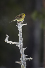 Yellowhammer, Emberiza citrinella