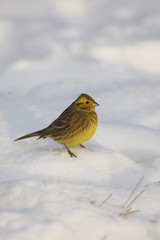 Yellowhammer, Emberiza citrinella