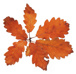 dry oak leaves