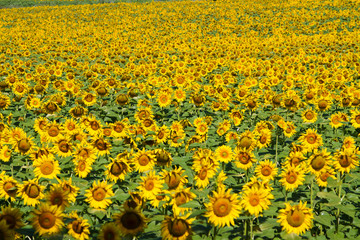 Obraz premium Sunflower