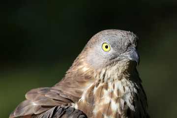 Wespenbussard