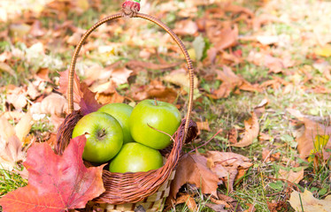 Green apples in basket