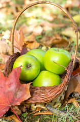 Fresh green apples in basket in autumn