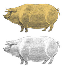 Pig or swine in vintage engraved style