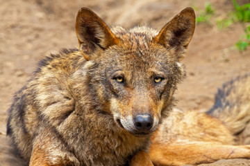 Iberian wolf in the zoo. Headshot.