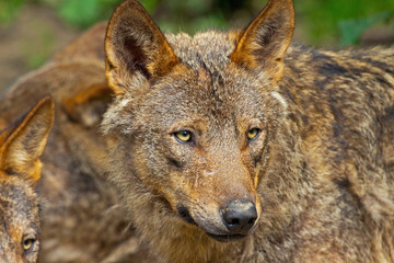 Fototapeta premium Iberian wolf in the zoo. Headshot.