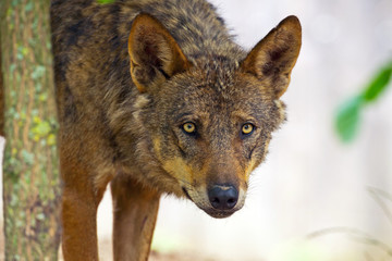 Iberian wolf in the zoo. Headshot.