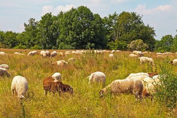 Naklejka na ściany i meble Cattle of sheep grazing in meadow with blue cloudy sky. Zuid Lim