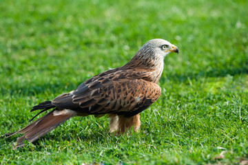 Red kite