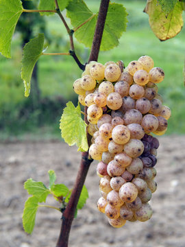 Botrytised Chenin grape, early stage, Savenniere, France
