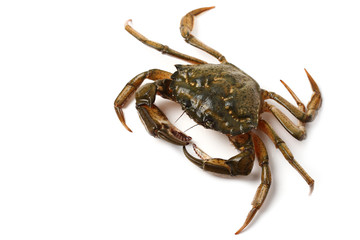 Littoral crab (Carcinus aestuarii) isolated on white